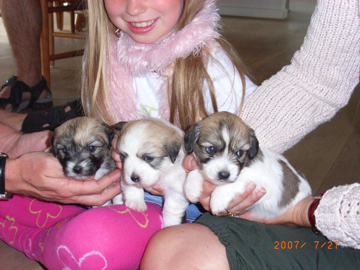 Coton de tulear Ziggy billede 17