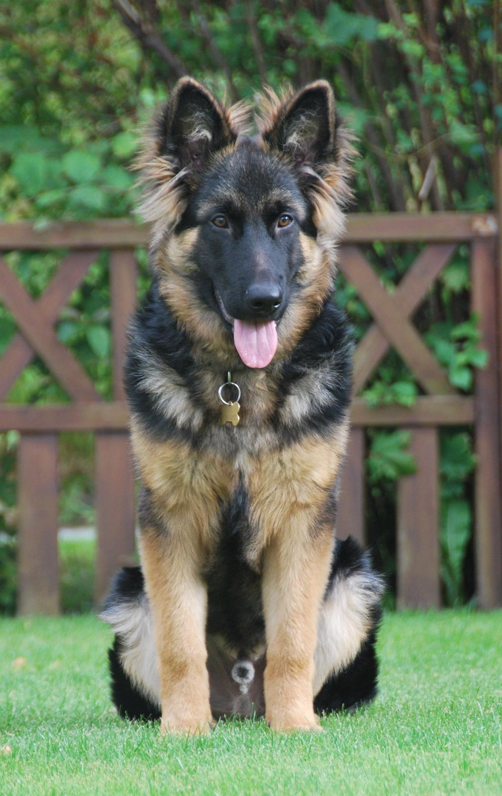 Schæferhund Kato billede 1