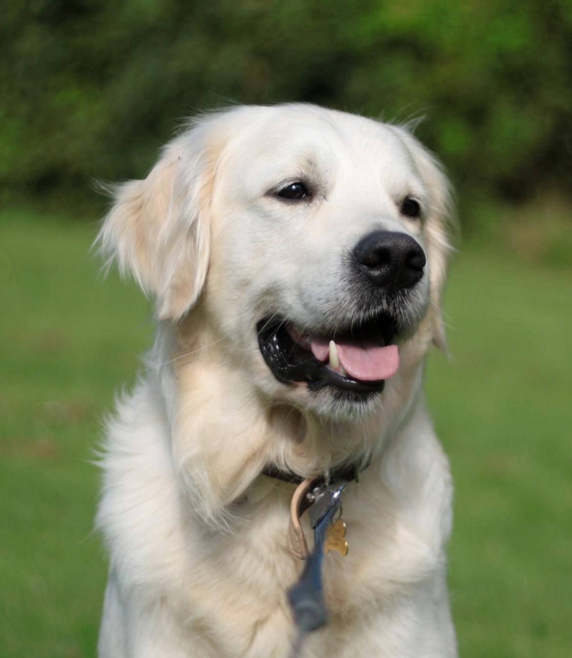 Golden retriever Balto billede 2