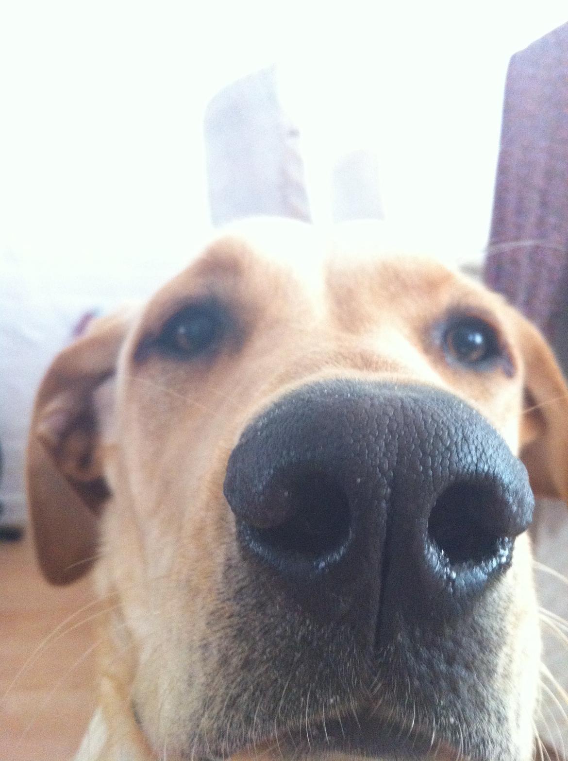 Blanding af racer Liva (Den lille)<3<3 - Søde dog :-P billede 2