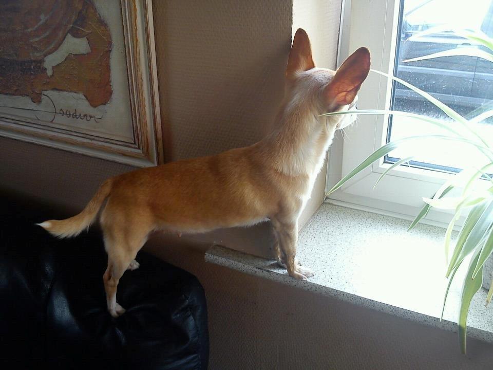 Chihuahua Jorjetta Romerio - Nyder at stå her. Så kan hun se hvad der sker på vejen <3 billede 2