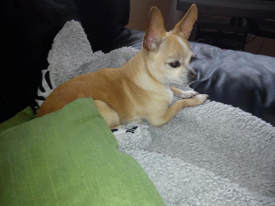 Chihuahua Jorjetta Romerio billede 3