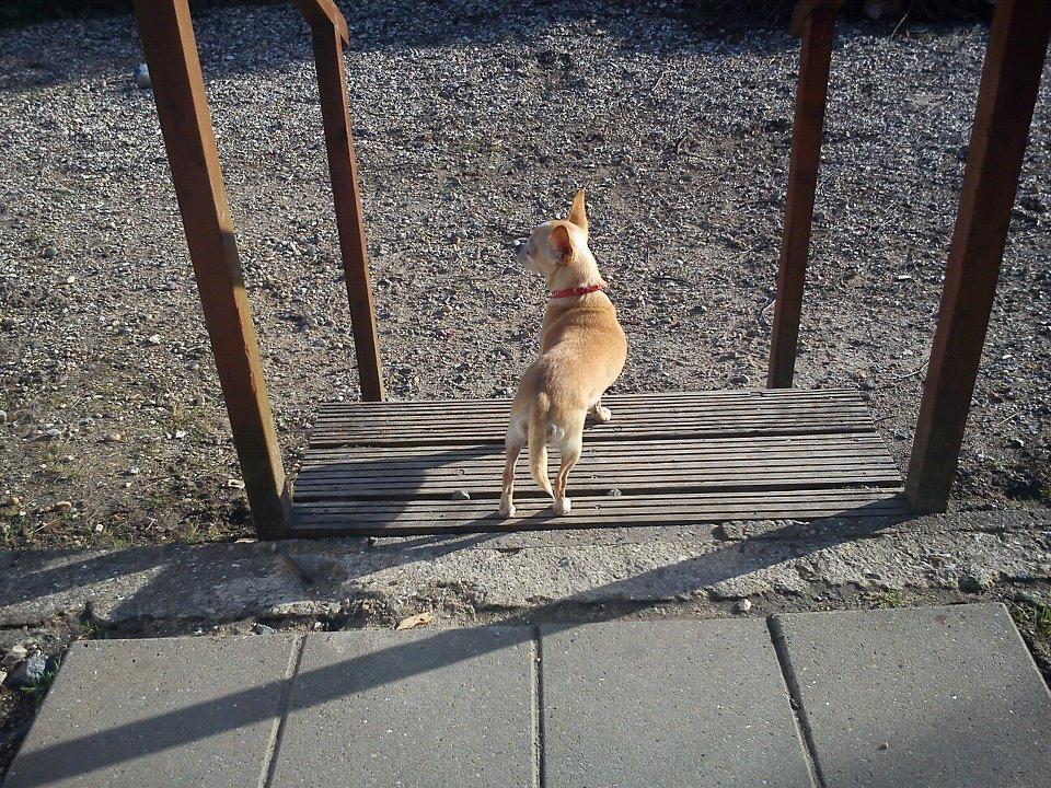 Chihuahua Jorjetta Romerio billede 4