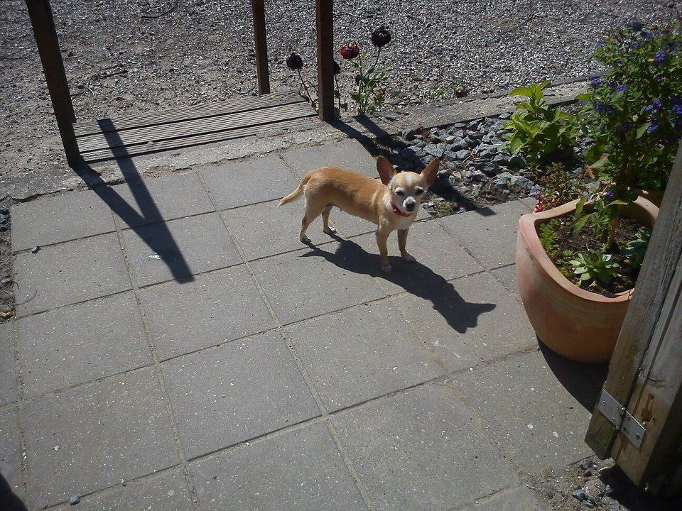 Chihuahua Jorjetta Romerio billede 5