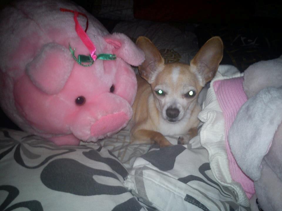 Chihuahua Jorjetta Romerio billede 6