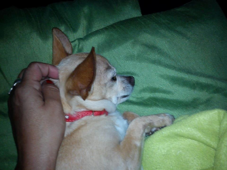 Chihuahua Jorjetta Romerio - Hun sover altid så godt når min hånd er tæt på hende. Min engel billede 7