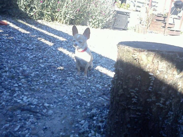 Chihuahua Jorjetta Romerio billede 8