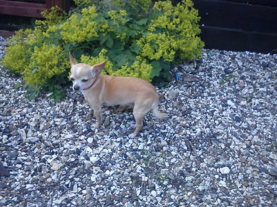 Chihuahua Jorjetta Romerio billede 9