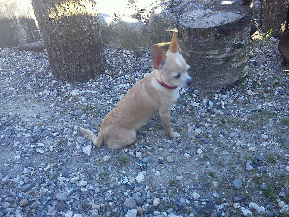 Chihuahua Jorjetta Romerio billede 13