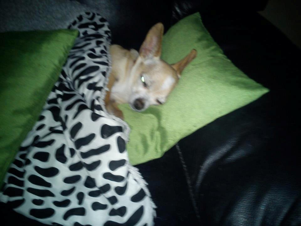 Chihuahua Jorjetta Romerio - Sådan bliver hun puttet når vi ser fjernsyn <3 billede 11