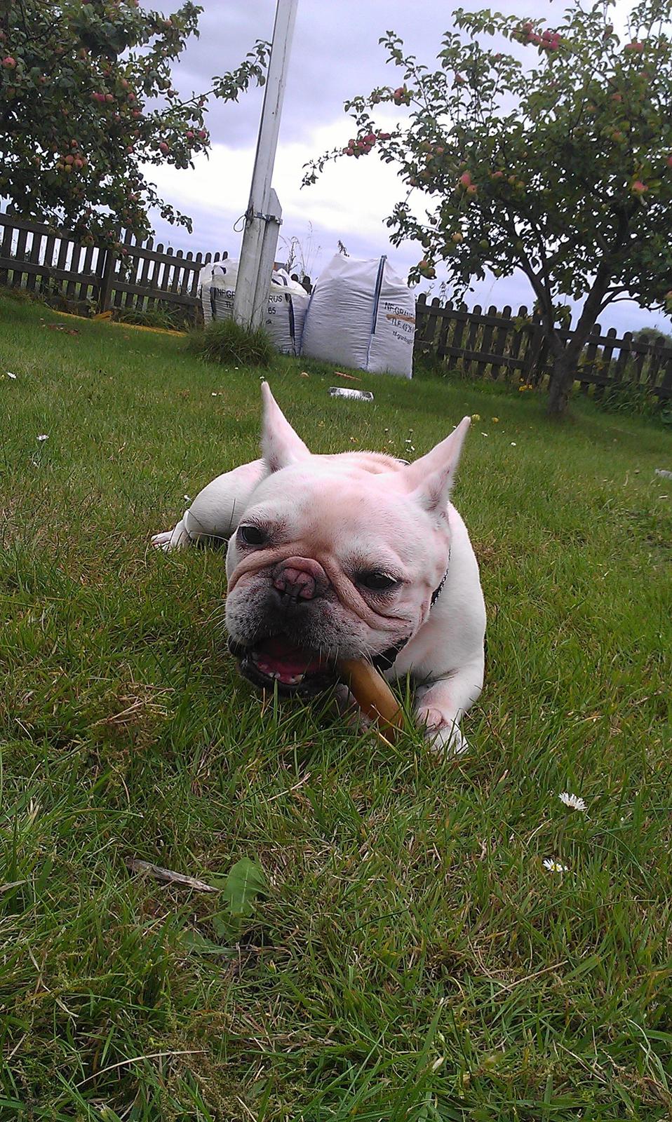Fransk bulldog Isenna billede 1