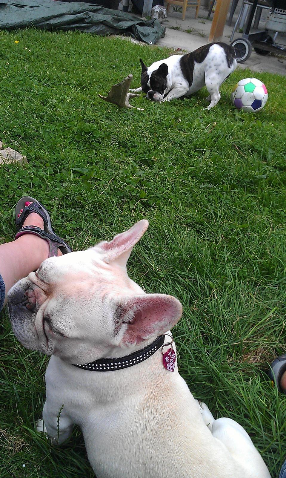 Fransk bulldog Isenna billede 2