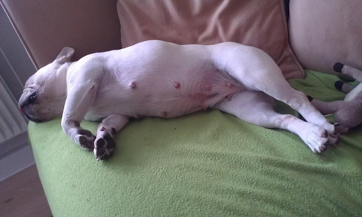 Fransk bulldog Isenna billede 3