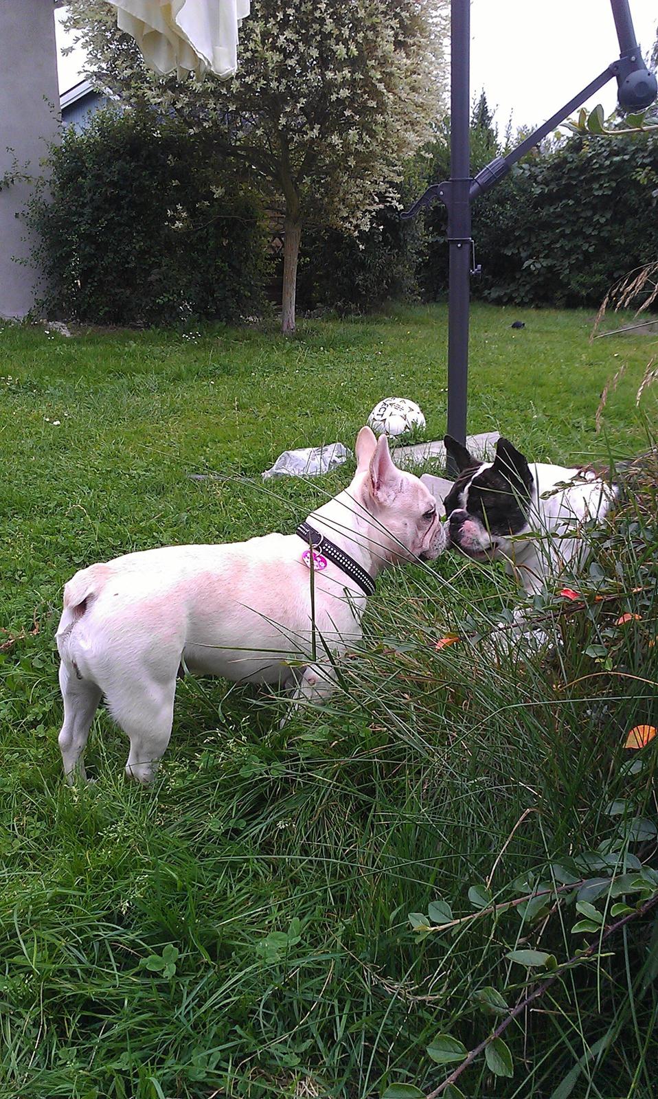 Fransk bulldog Isenna billede 4