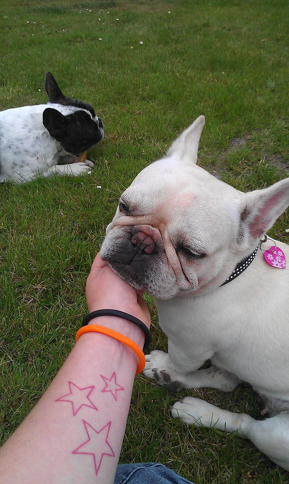 Fransk bulldog Isenna billede 5