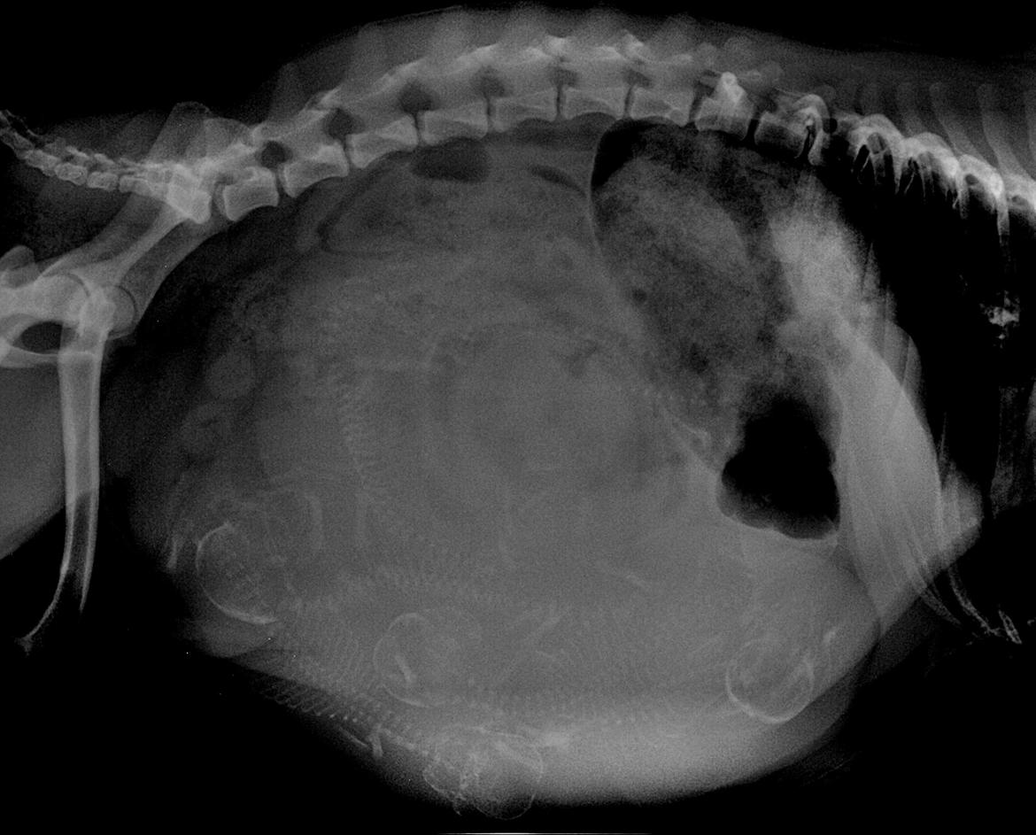 Mops Must Have Angelina Jolie - Røngtenbillede af Angelina's mave, fuld af hvalpe :) billede 18