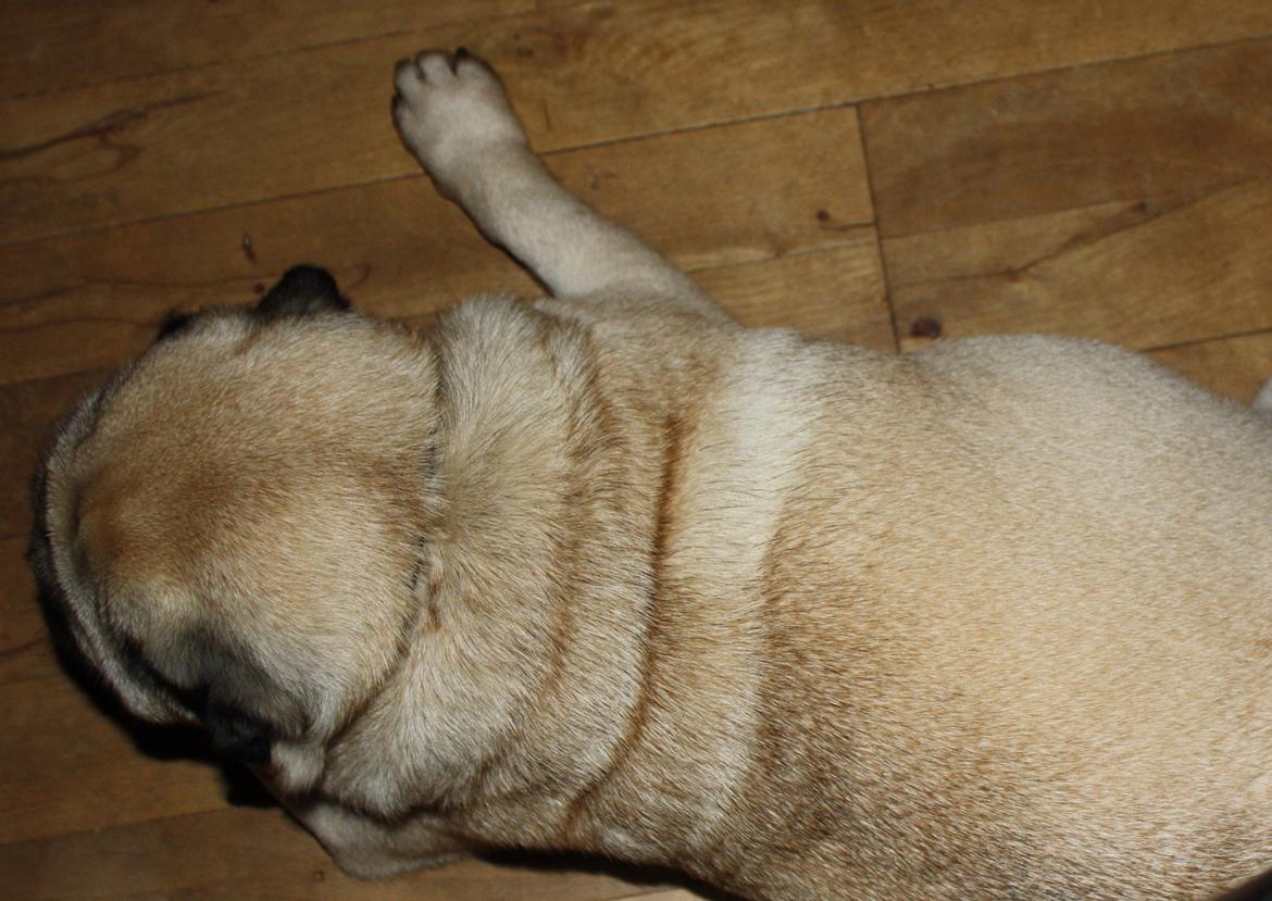 Mops Must Have Angelina Jolie - En tyk mave <3 billede 19