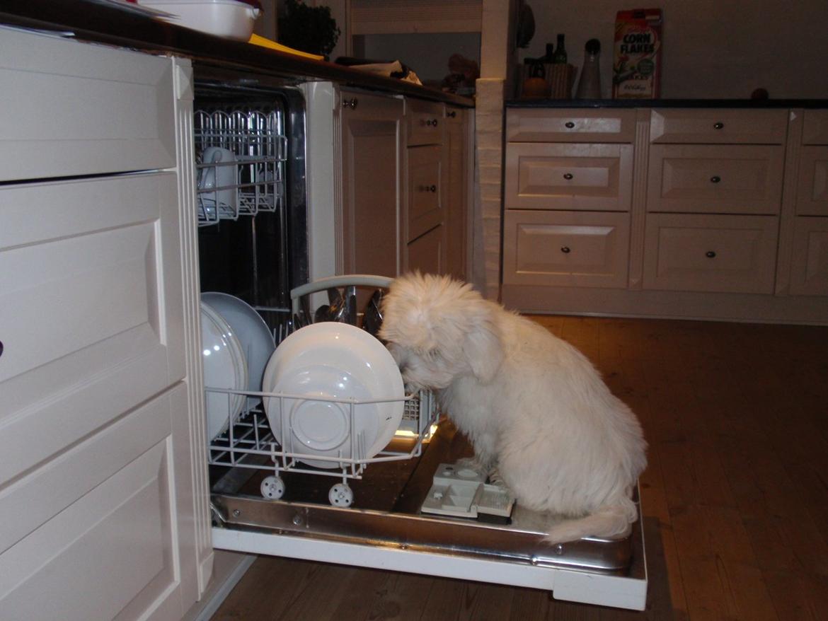 Blanding af racer Walde billede 5