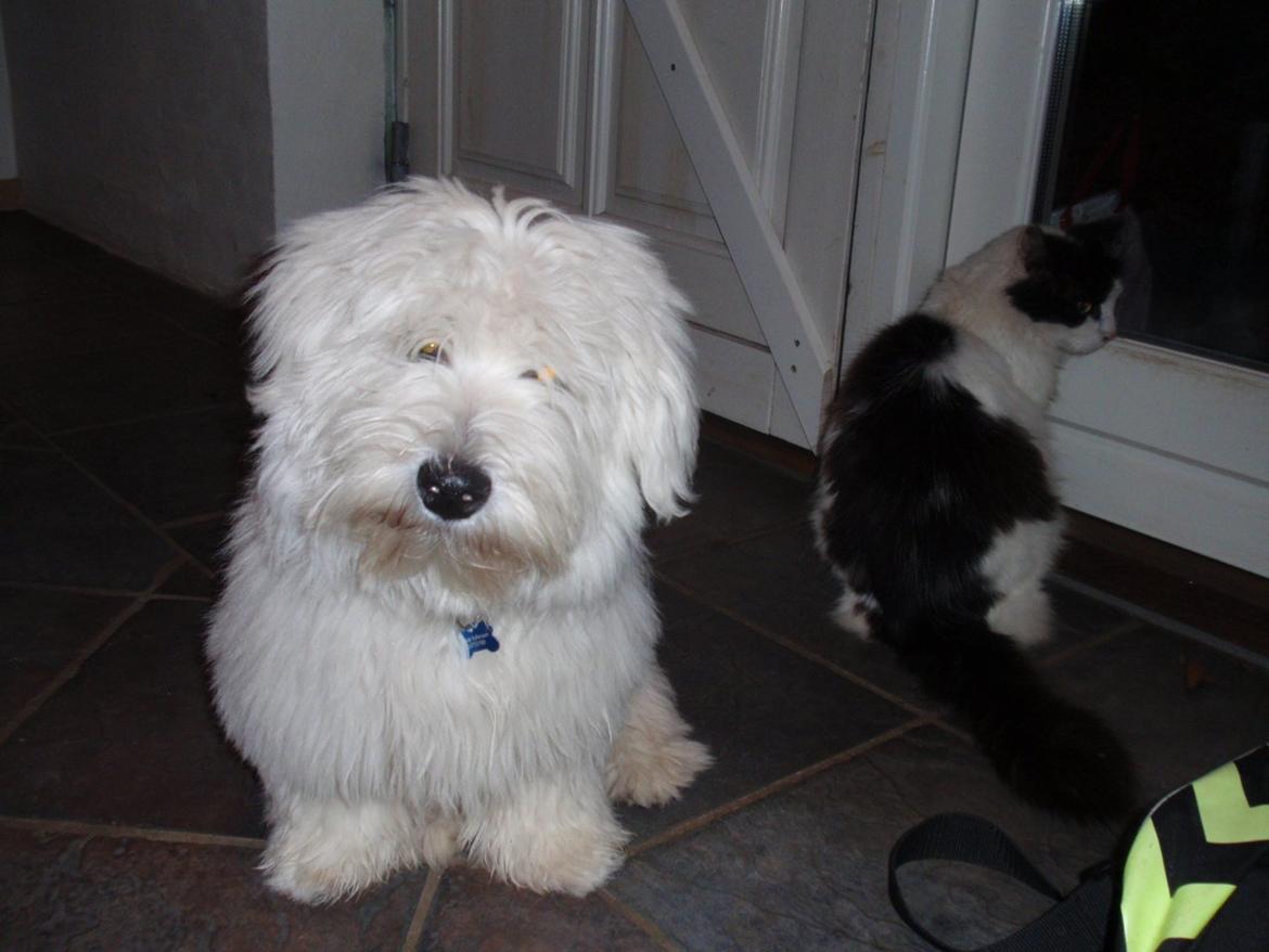 Blanding af racer Walde billede 10