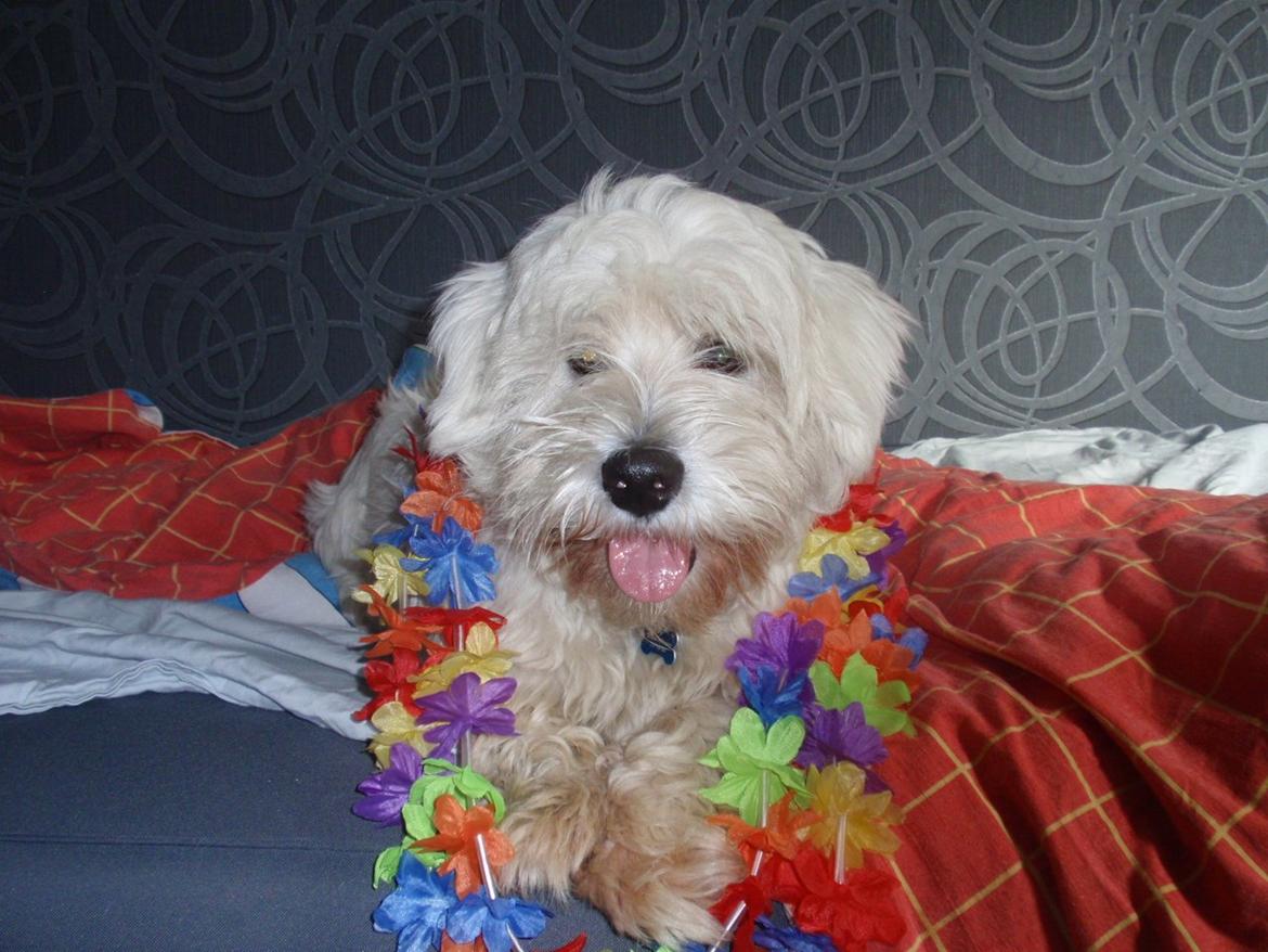 Blanding af racer Walde billede 3