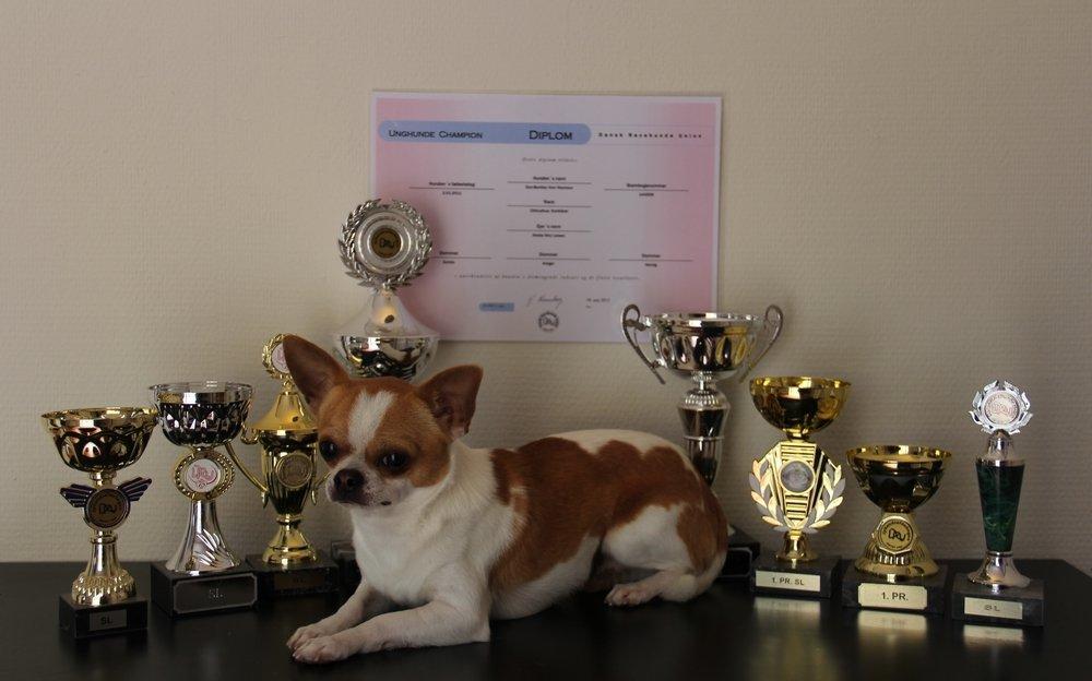 Chihuahua Don-Bentley vom Hochmoor billede 2