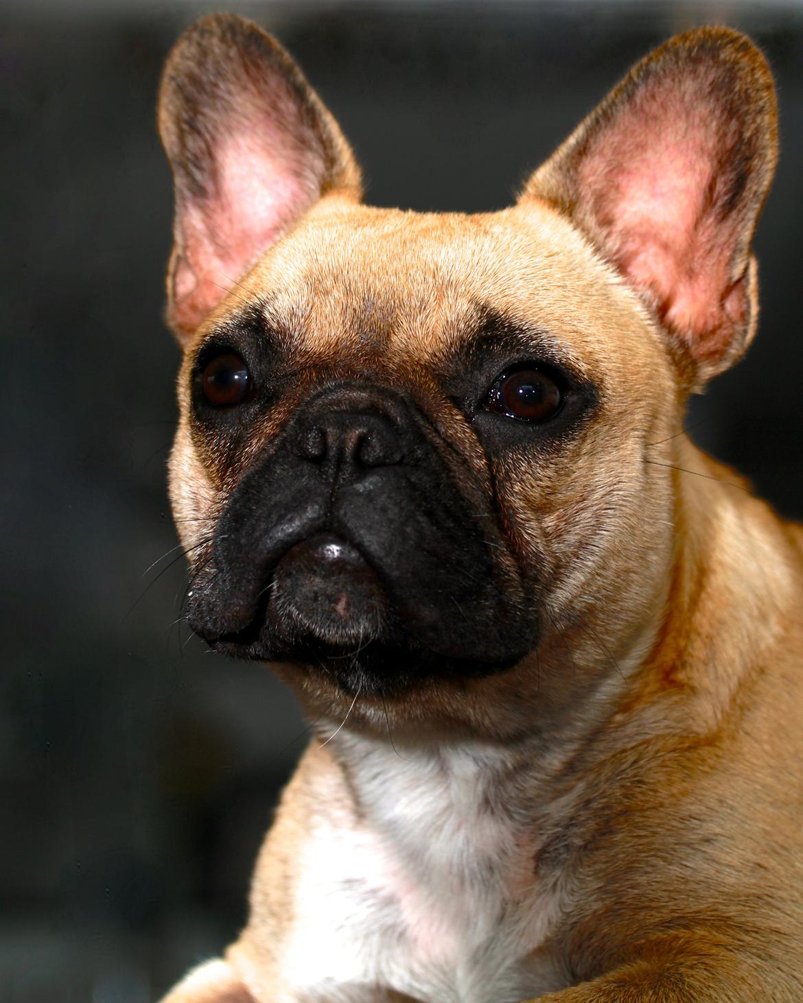 Fransk bulldog Siff - Siff 8 mdr billede 1