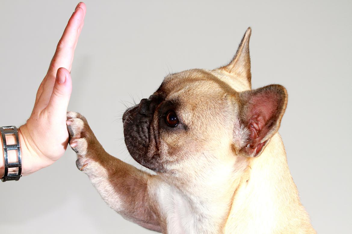 Fransk bulldog Siff billede 20