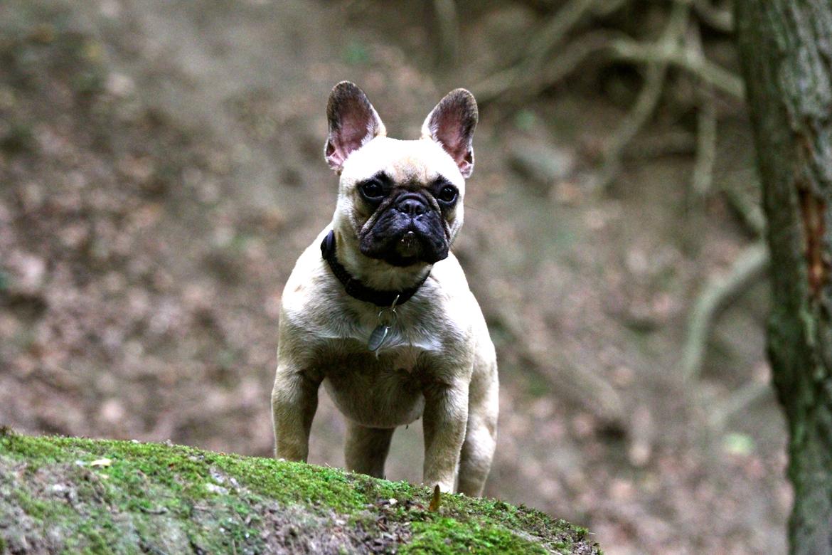 Fransk bulldog Siff - På tur i skoven billede 10