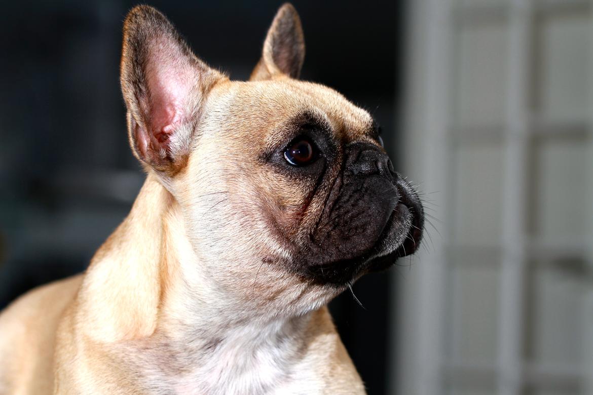 Fransk bulldog Siff billede 4