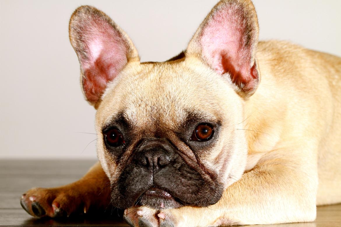 Fransk bulldog Siff billede 15