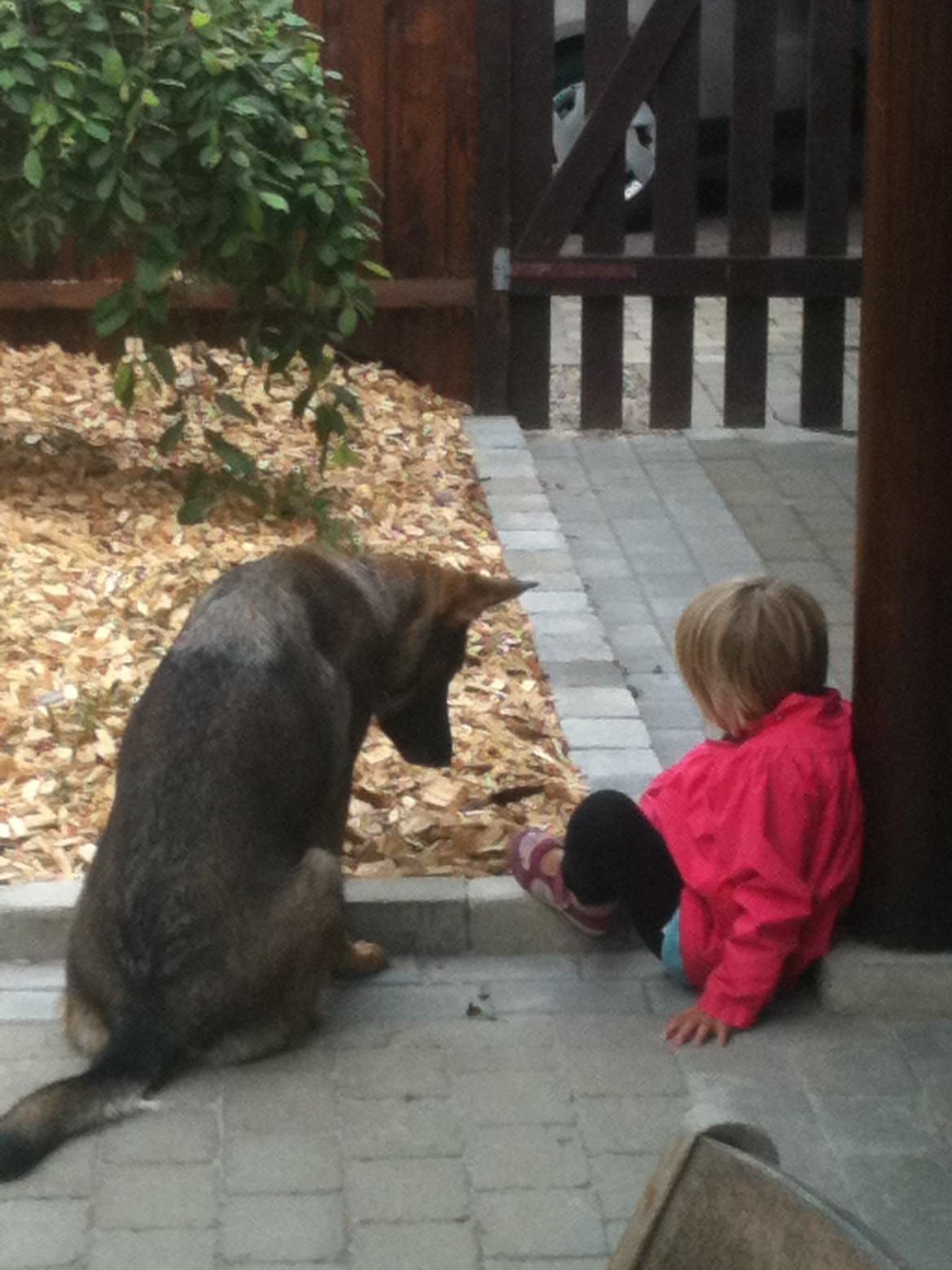 Schæferhund Hedegård's Quarla. billede 7
