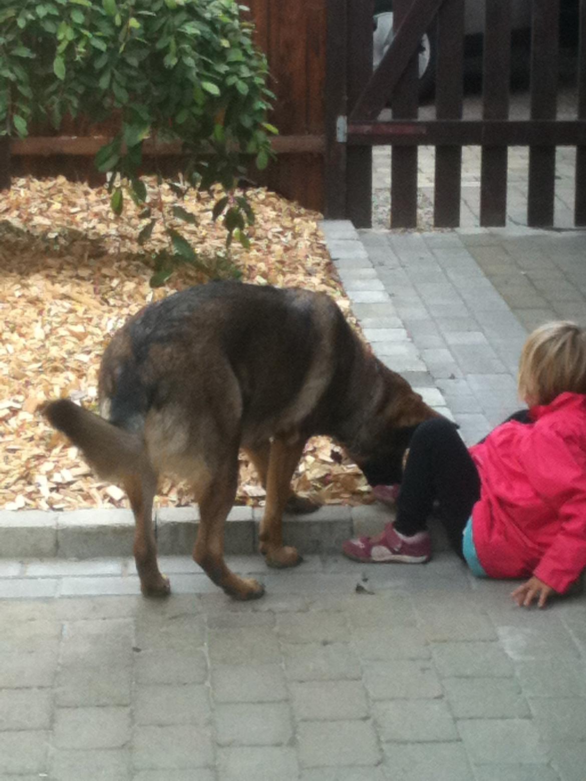 Schæferhund Hedegård's Quarla. billede 8
