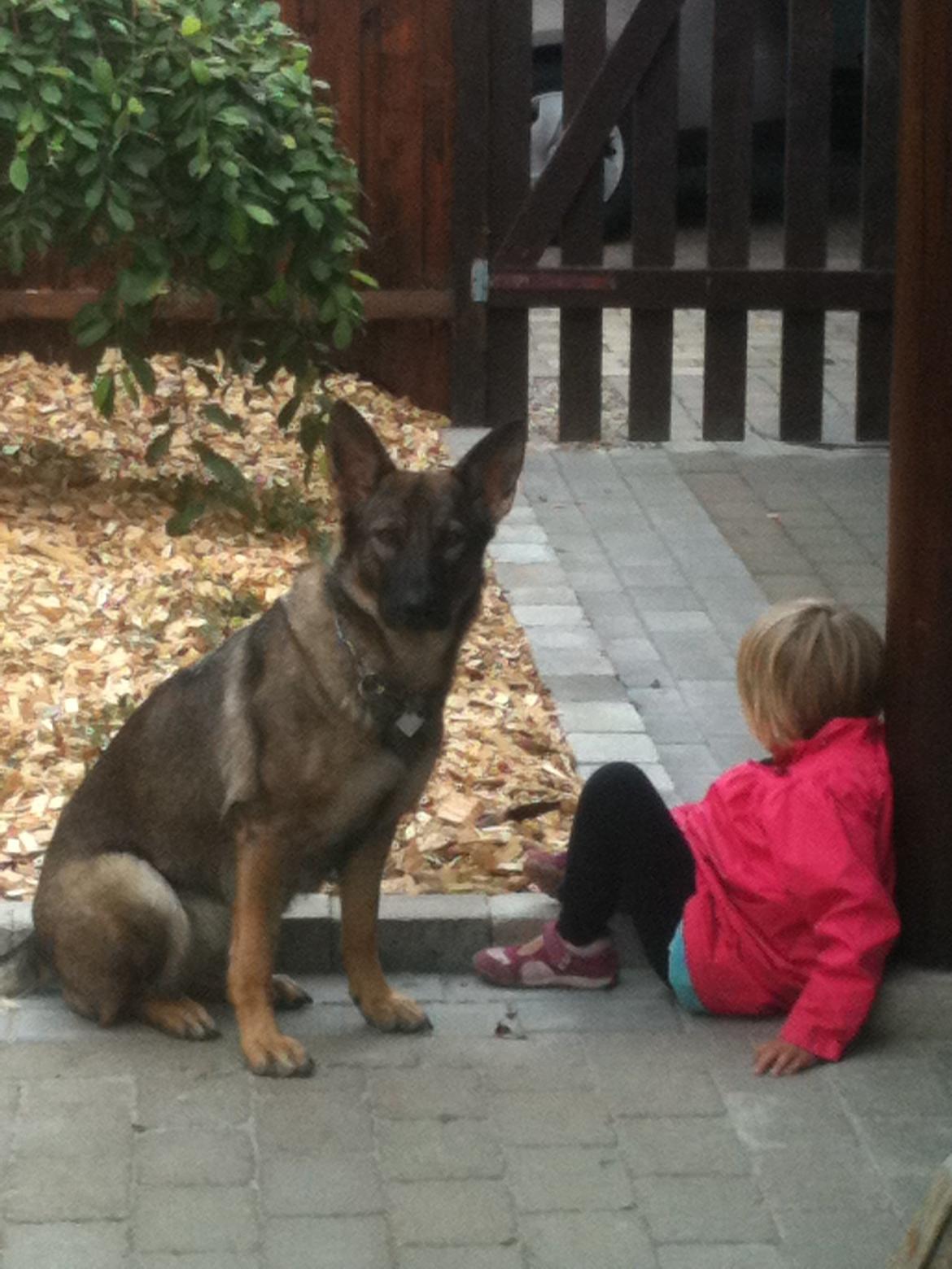 Schæferhund Hedegård's Quarla. billede 9