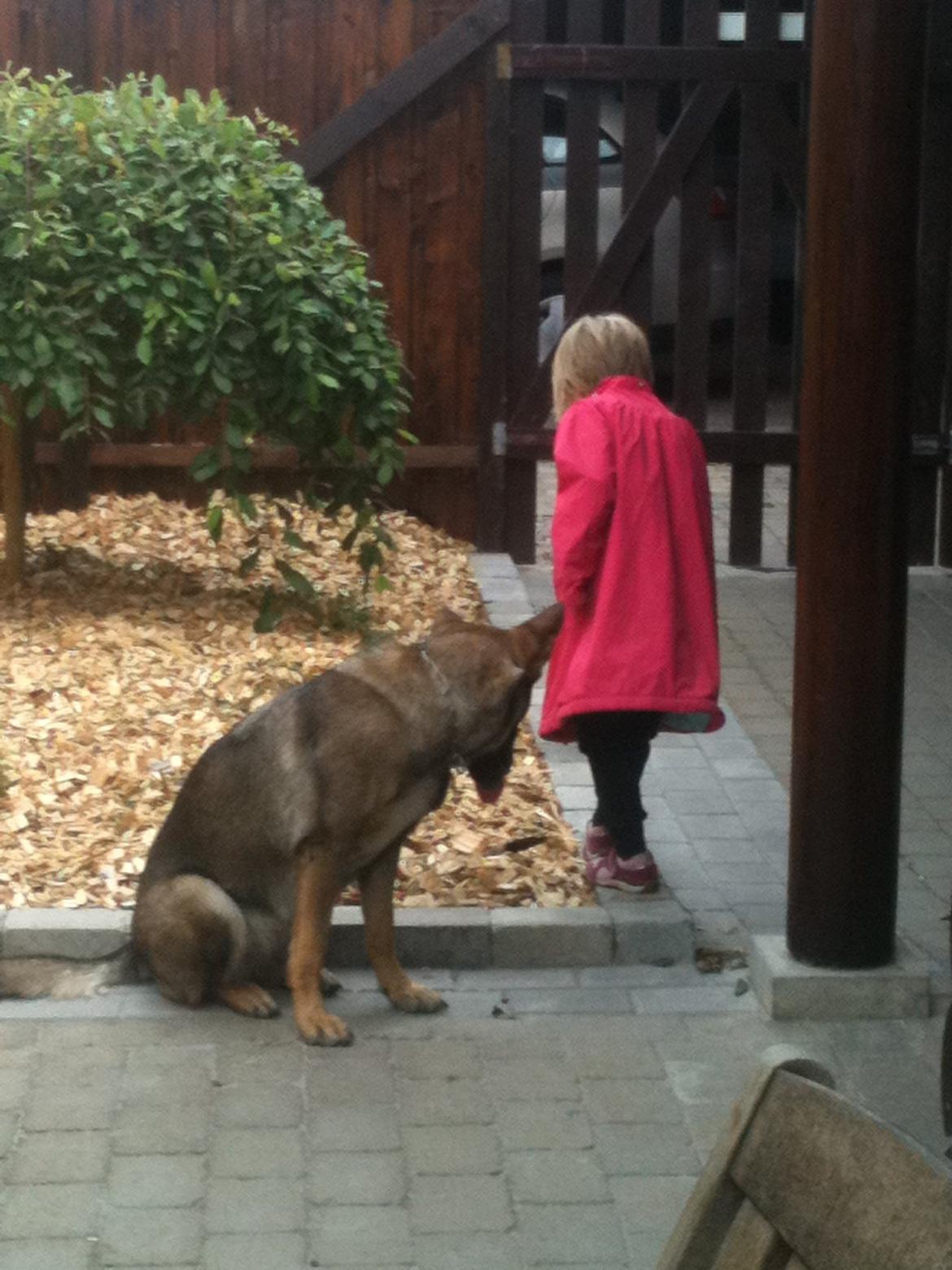Schæferhund Hedegård's Quarla. billede 10