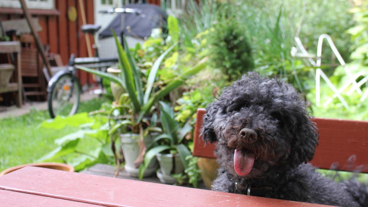 Dværgpuddel Thomsen - Jeg har lige været ude at grave! Uhhmm..!! Men jorden på snuden vil ikke gå af! :o billede 1