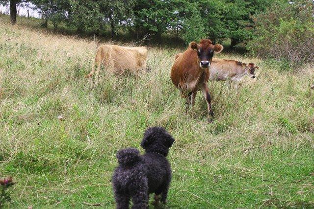 Dværgpuddel Thomsen - Hvad hulen er det for en? En fisk på landjorden? Sejt!! billede 5