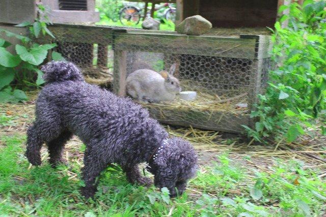 Dværgpuddel Thomsen - Kaniner er godt selvskab ! billede 18
