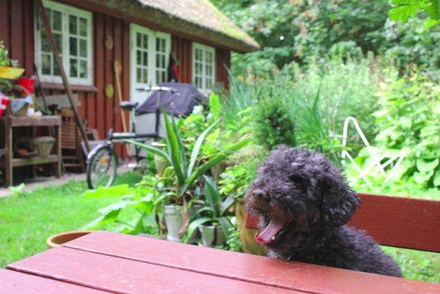 Dværgpuddel Thomsen - Gaaab .... billede 8