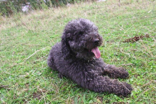 Dværgpuddel Thomsen - Jeg er nuttetheden selv! Jeg har magten over dig! Kooom og fald for min nuttethed. Ha! Du er allerede faldet for den. Haaaaaaa billede 9