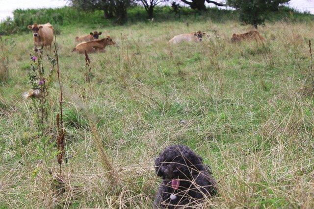 Dværgpuddel Thomsen - Nu rotter dig sig sgu sammen, de fisk! Invasion af fisk!!!! Gad vide hvordan de smager? billede 10