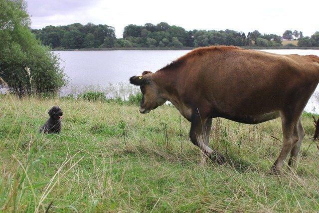 Dværgpuddel Thomsen - Nu er den der IGEN! Fisken på landjorden! billede 7