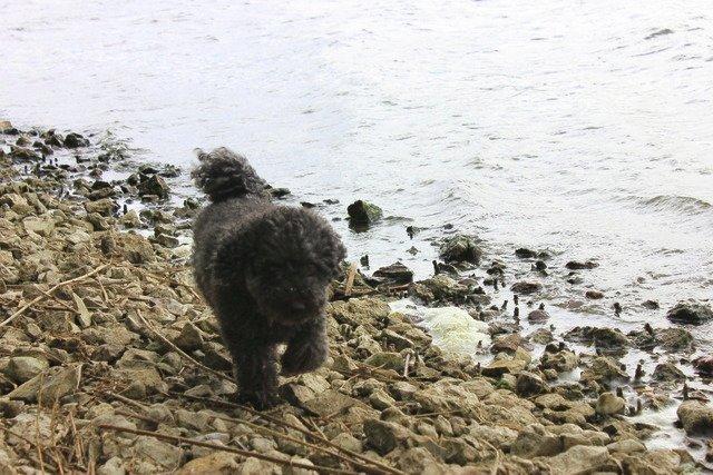 Dværgpuddel Thomsen - Dumdudaj-dadumdidajdaj. Videre på vandring langs søbredden. billede 11