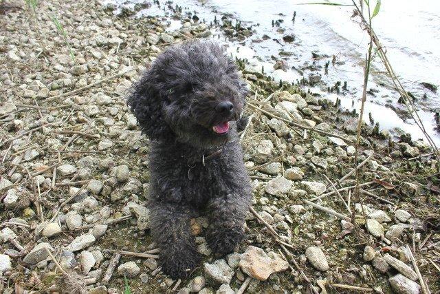 Dværgpuddel Thomsen - Vinden stryger en på pelsen. Det føles uuhhhmmm. Men foretrækker stadig bare at blive klappet almindeligt! billede 6
