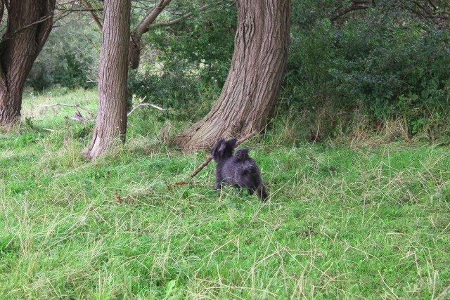 Dværgpuddel Thomsen - Pind .... PIND ! MIN pind! billede 19