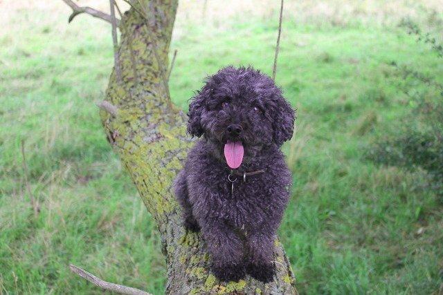 Dværgpuddel Thomsen - Hvis jeg kigger op, så kan jeg måske undgå at se hvor langt ned der er. billede 13