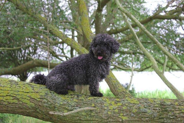 Dværgpuddel Thomsen - KOM TILBAGE. Du efterlader mi bare IKKE! billede 14