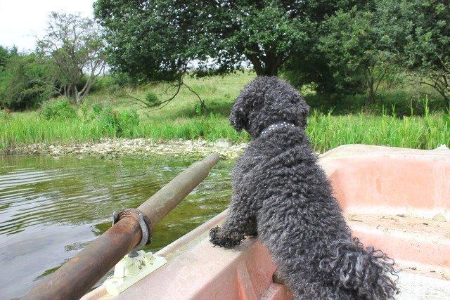 Dværgpuddel Thomsen - Farvel dejlige vandrings-søbred! billede 15