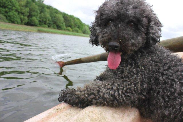 Dværgpuddel Thomsen - Jeg træner til at komme med som pirathund i Pirates Of The Carribean. Jeg synes selv jeg klarer det vildt godt? Desuden kan jeg jo bare hypnotisere alle med min lækkerhed, så no problemos ! billede 16