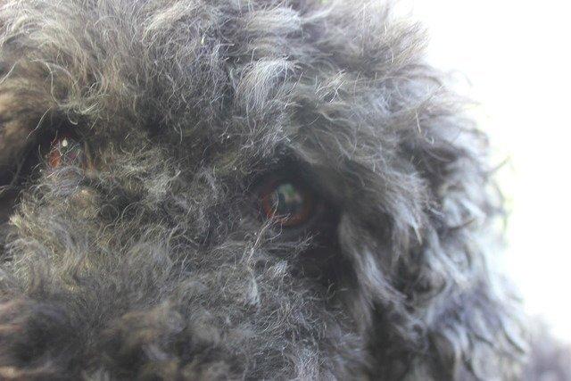 Dværgpuddel Thomsen - Man siger, at hvis man kigger en person i øjnene, kan man se ham eller hendes sjæl. Hvad ser du i mig?  billede 3