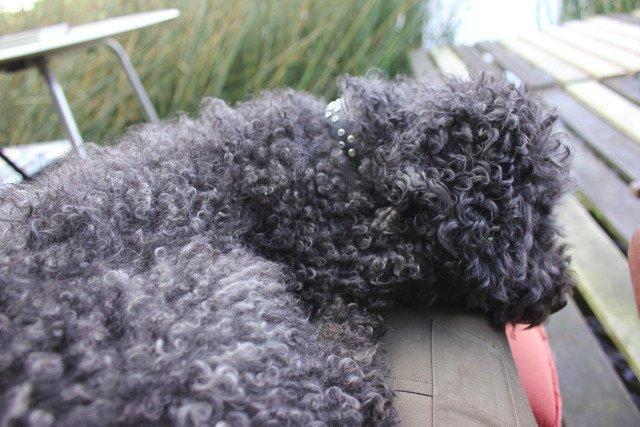 Dværgpuddel Thomsen - Træææætt.. Z.zzzzz billede 17